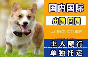 西双版纳宠物托运公司西双版纳宠物托运公司西双版纳宠物托运公司