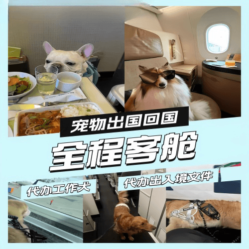 西双版纳宠物托运到白俄罗斯宠物入境规定和要求