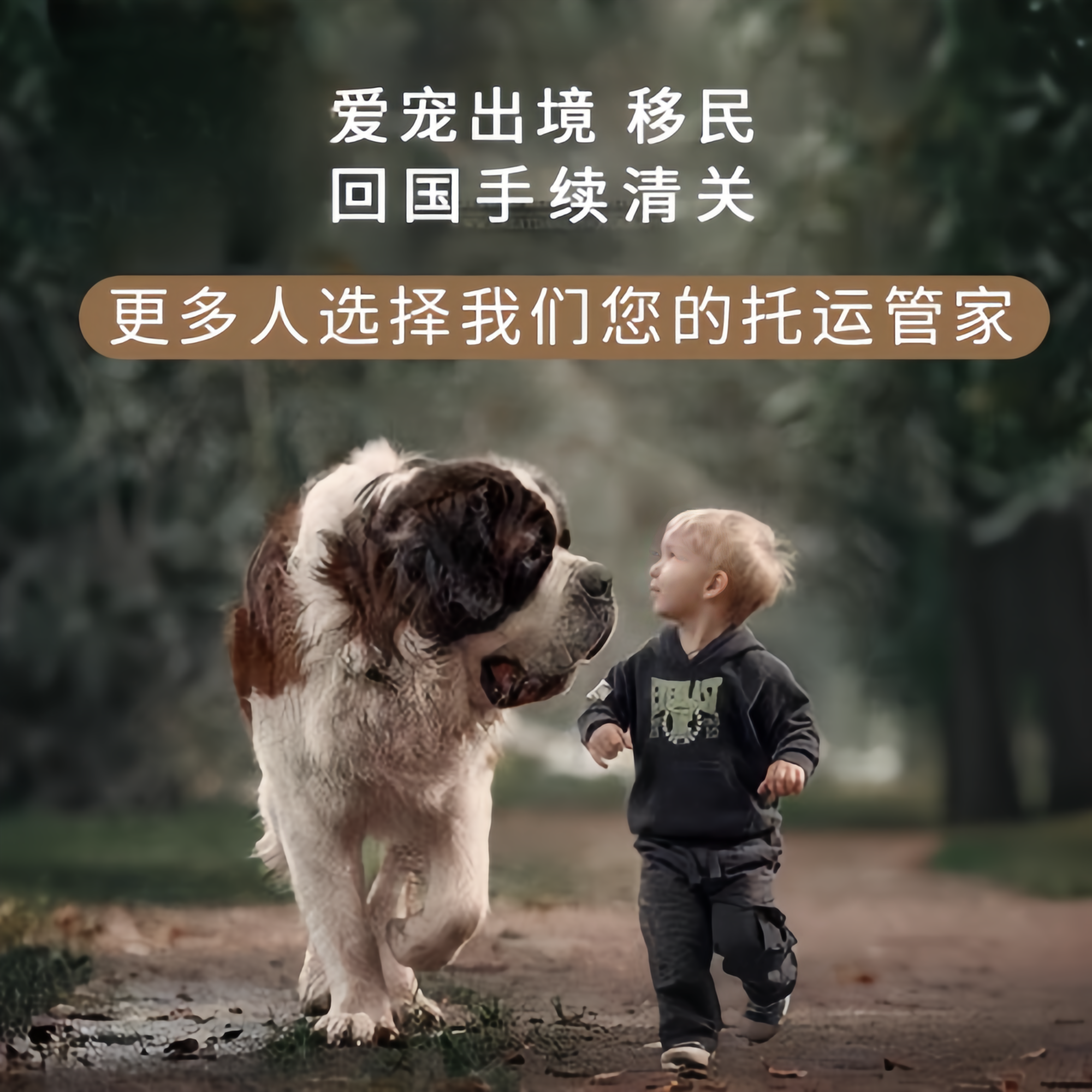 满财西双版纳宠物全球达宠物托运在遵守入境目的地政策的条件